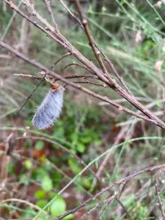 Portuguese Broom thumbnail 3