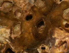 Alcyonidium polyoum thumbnail 2