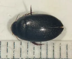 Agabus anthracinus thumbnail 1