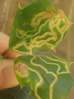 Phytomyza opacae thumbnail 4