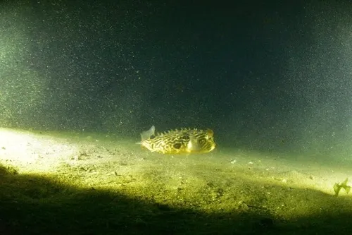 Striped Burrfish