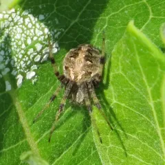 Arabesque Orbweaver thumbnail 4