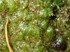 Minute Pocket Moss thumbnail 2