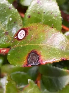 Phyllosticta vaccinii thumbnail 4