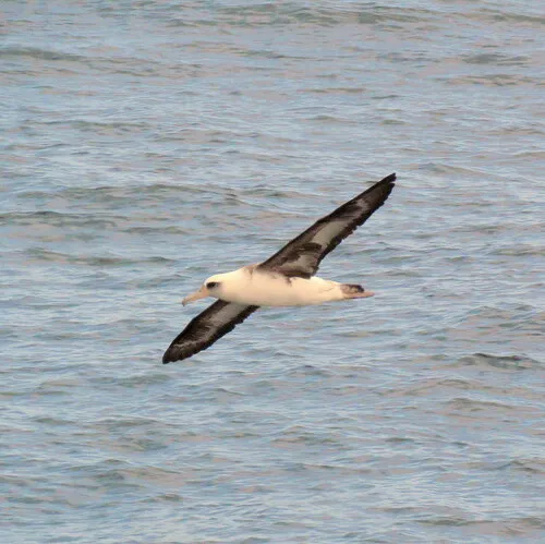 Laysan Albatross