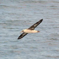 Laysan Albatross thumbnail 1