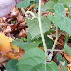 Cape gooseberry thumbnail 4