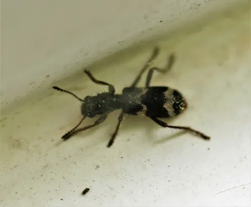 Wavy Checkered Beetle