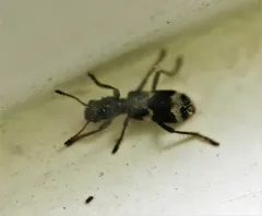 Wavy Checkered Beetle thumbnail 1