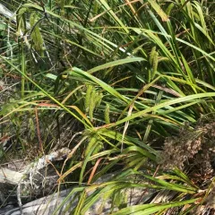Cyperus Sedge thumbnail 4
