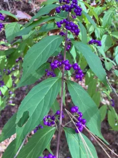 Purple Beautyberry thumbnail 3