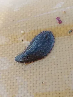 Placobdella rugosa thumbnail 4