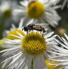 Peg-legged Compost Fly thumbnail 4