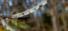 Two-Marked Treehopper thumbnail 2