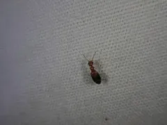 Double-dotted Anthicid thumbnail 2