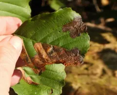 European Alder Leafminer thumbnail 3