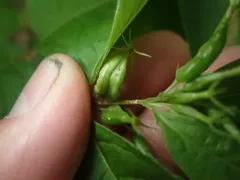 Asphondylia diervillae thumbnail 4