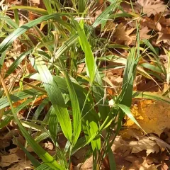 black-fruit mountain-ricegrass thumbnail 2