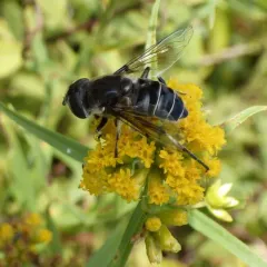 Black-shouldered Drone Fly thumbnail 2