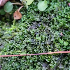 Endive Pellia thumbnail 4