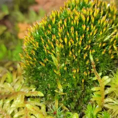 Narrow Cruet-moss thumbnail 4