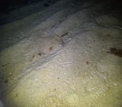 Windowpane Flounder thumbnail 3