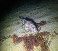 Longhorn Sculpin thumbnail 4