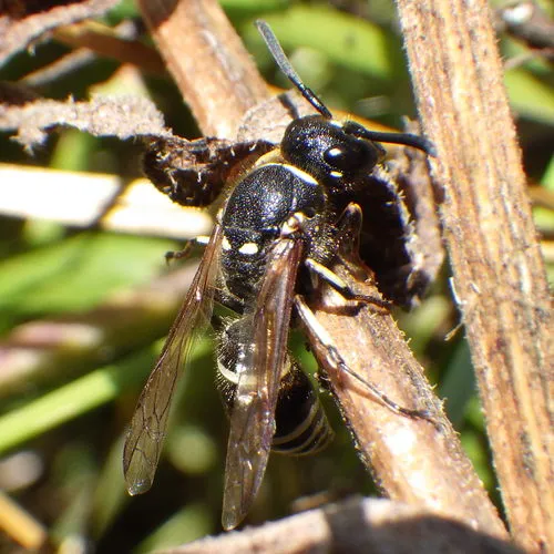 White-banded Potter Wasp