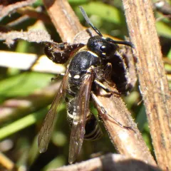 White-banded Potter Wasp thumbnail 1