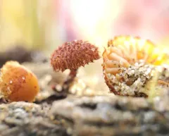 hedgehog scalycap thumbnail 3