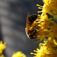 Ligated Furrow Bee thumbnail 2