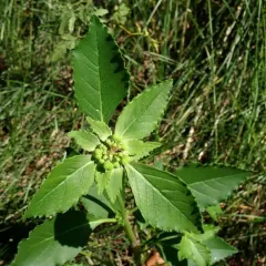 green poinsettia thumbnail 3