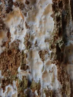 Leucogyrophana mollusca thumbnail 3