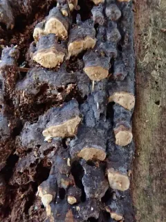 Laurilia sulcata thumbnail 2