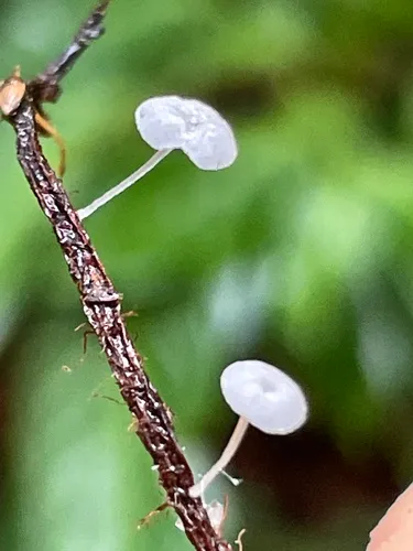 Hemimycena crispula