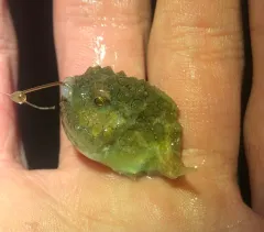 Pacific Spiny Lumpsucker thumbnail 2