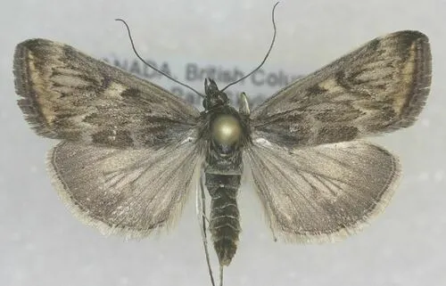 Loxostege sierralis