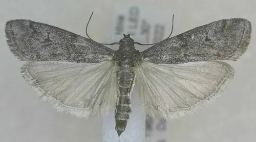 Cuniberta subtinctella