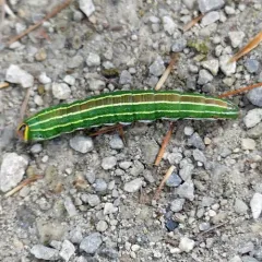 Northern Pine Sphinx thumbnail 3