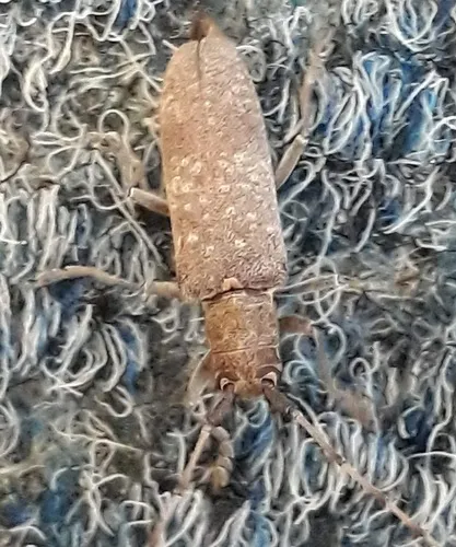 Oak Sapling Borer