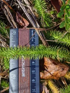 foxtail bog clubmoss thumbnail 2