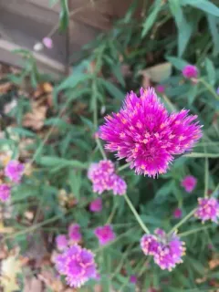 Gomphrena pulchella thumbnail 2