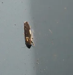 Erythroneura infuscata thumbnail 2