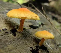 Pleuroflammula subsulphurea thumbnail 2