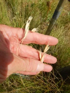 Parry's Oatgrass thumbnail 3