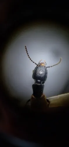 Cafius luteipennis
