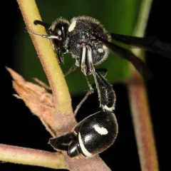 Fraternal Potter Wasp thumbnail 1