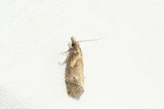 Phtheochroa baracana thumbnail 2
