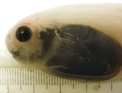 Blacksnout Seasnail thumbnail 2