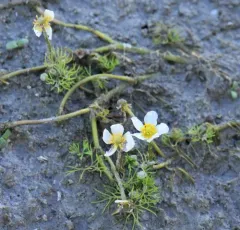 Longbeak buttercup thumbnail 2